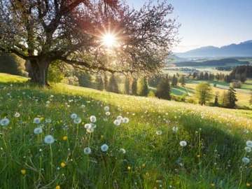 sunrise meadow with dandelions